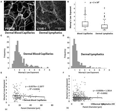 Dermal Lymphatic Capillaries Do Not Obey Murray's Law